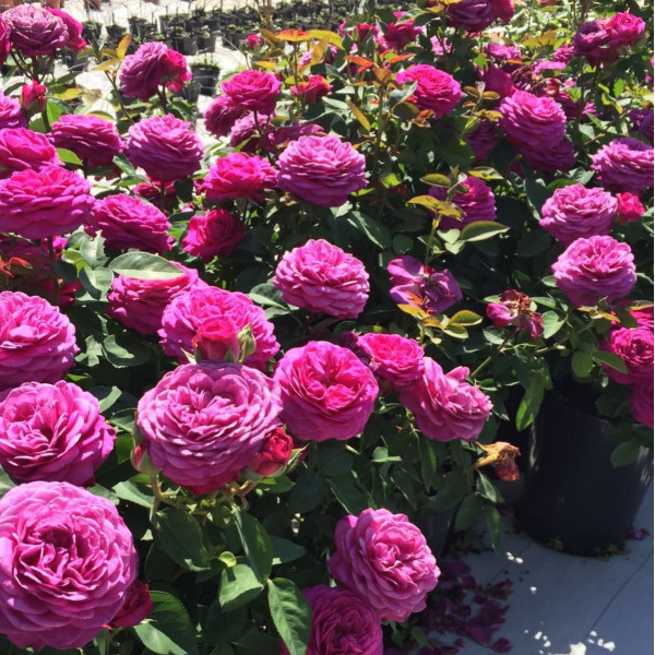 HEIDI KLUM® ROSE HEIDI KLUM® ROSE